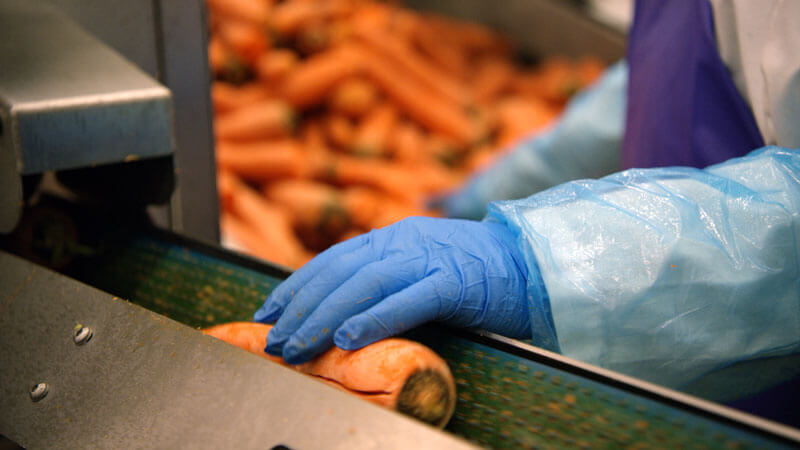 factory floor carrots